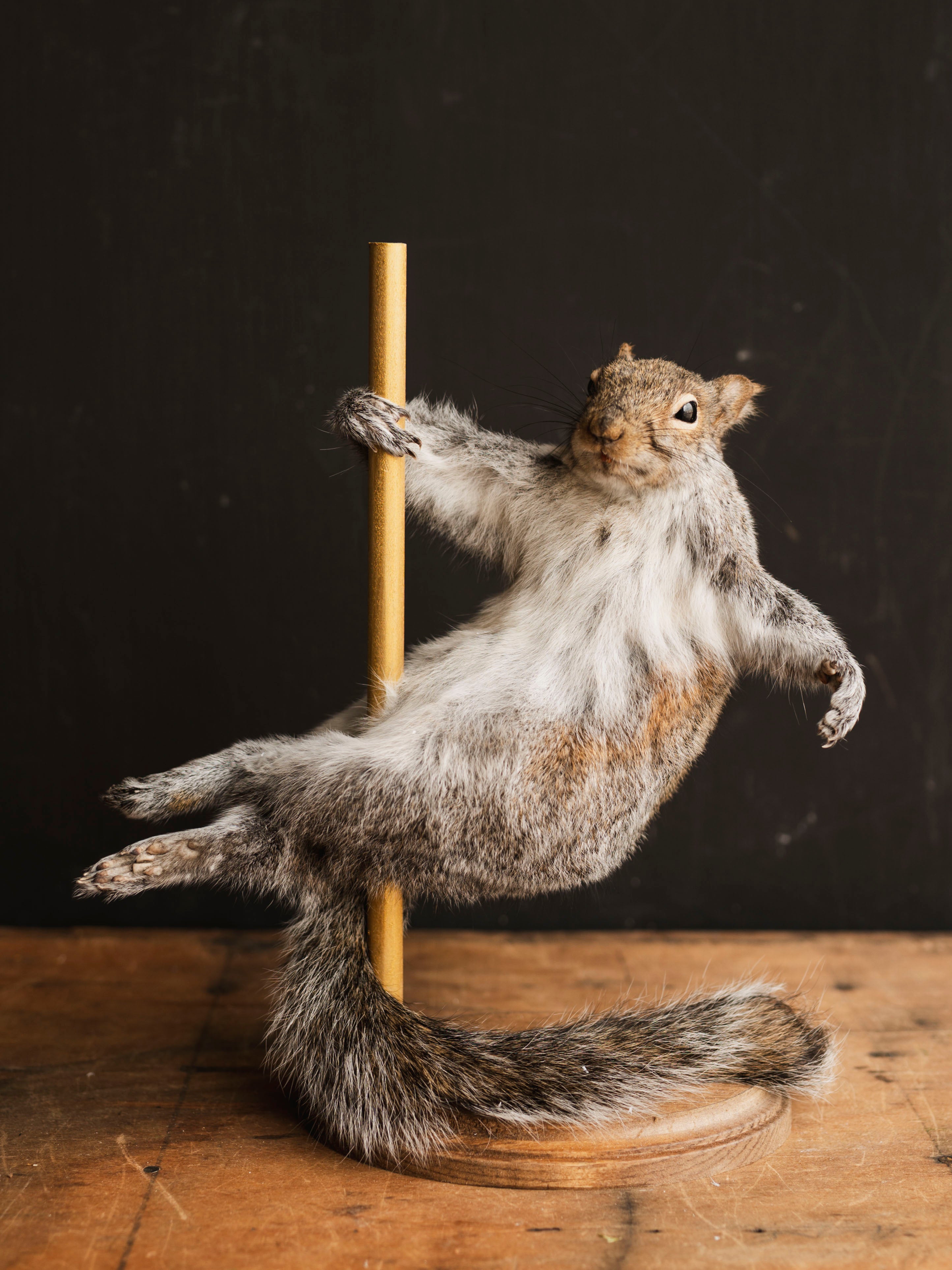 Stripper Squirrel Taxidermy (States Edition 1), TA591 – Black Moth