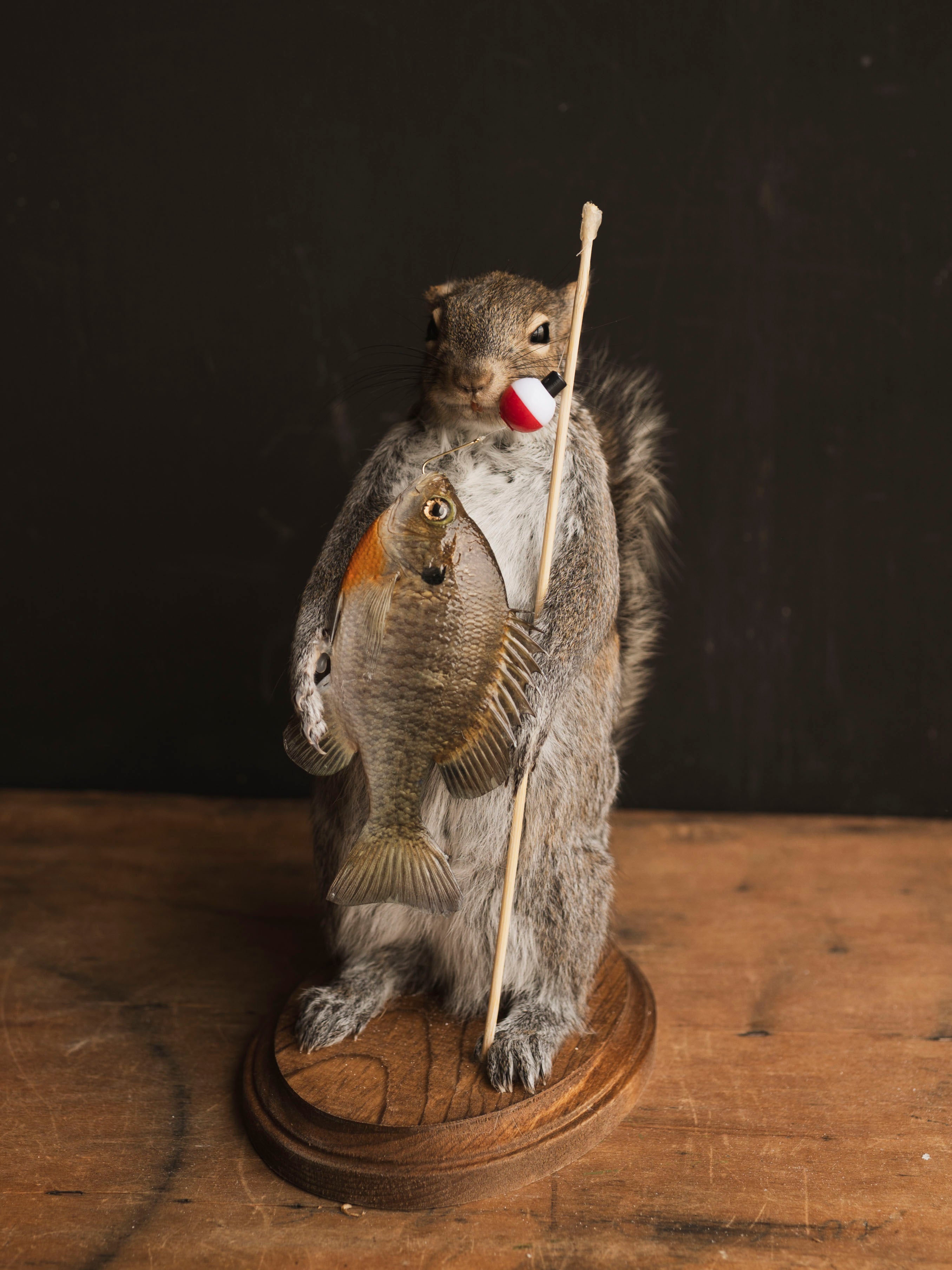 Fishing Squirrel Taxidermy, TA643 – Black Moth