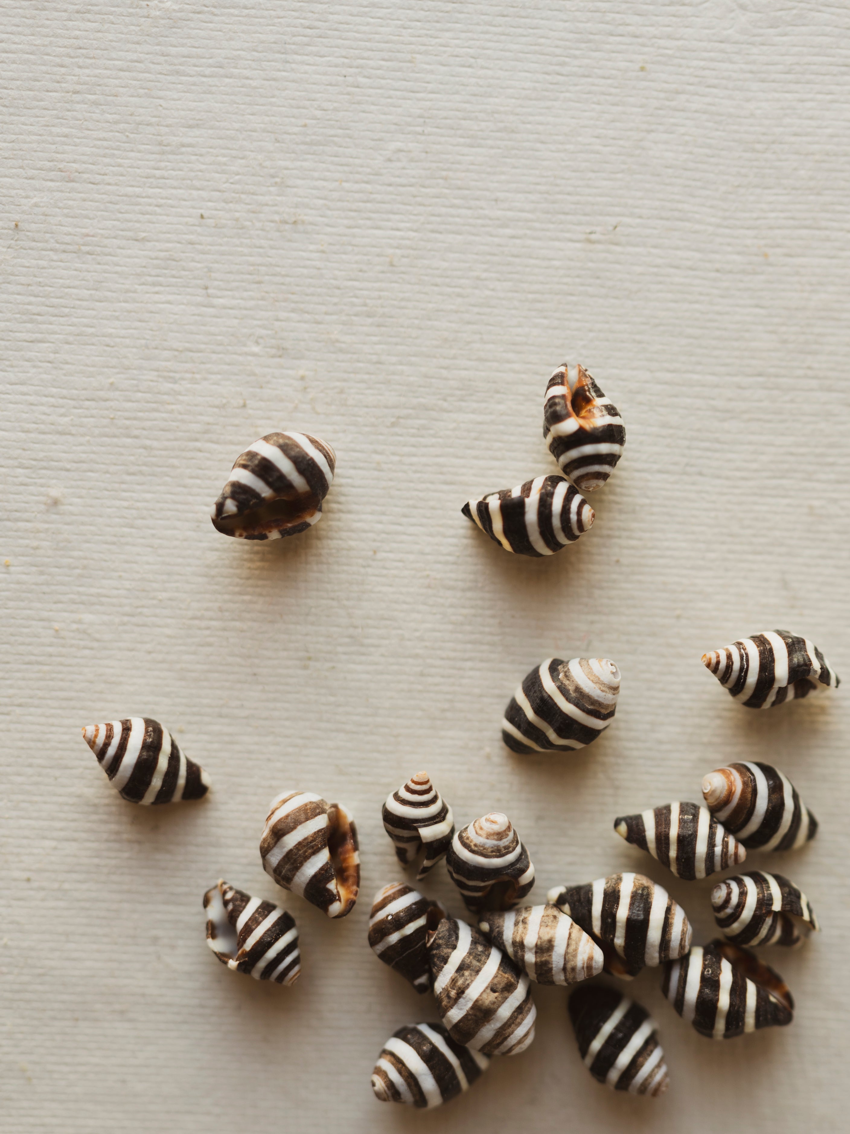 0.25-0.5" Bumblebee Snail Shell, NA19