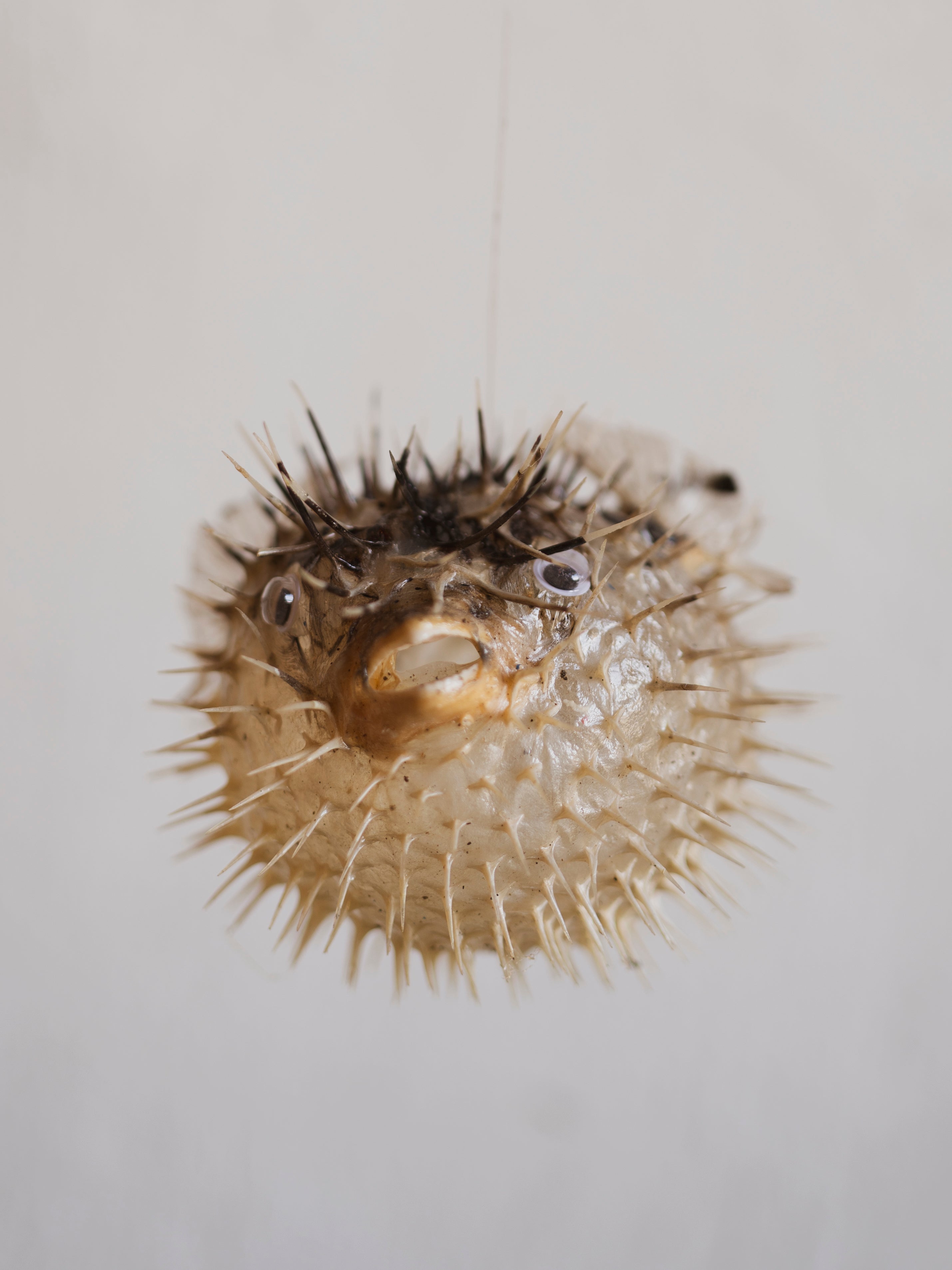 5-7" Long-Spined Porcupinefish, NA214