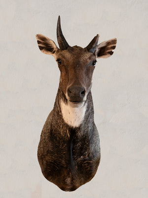 Nilgai Shoulder Mount Taxidermy, TA104