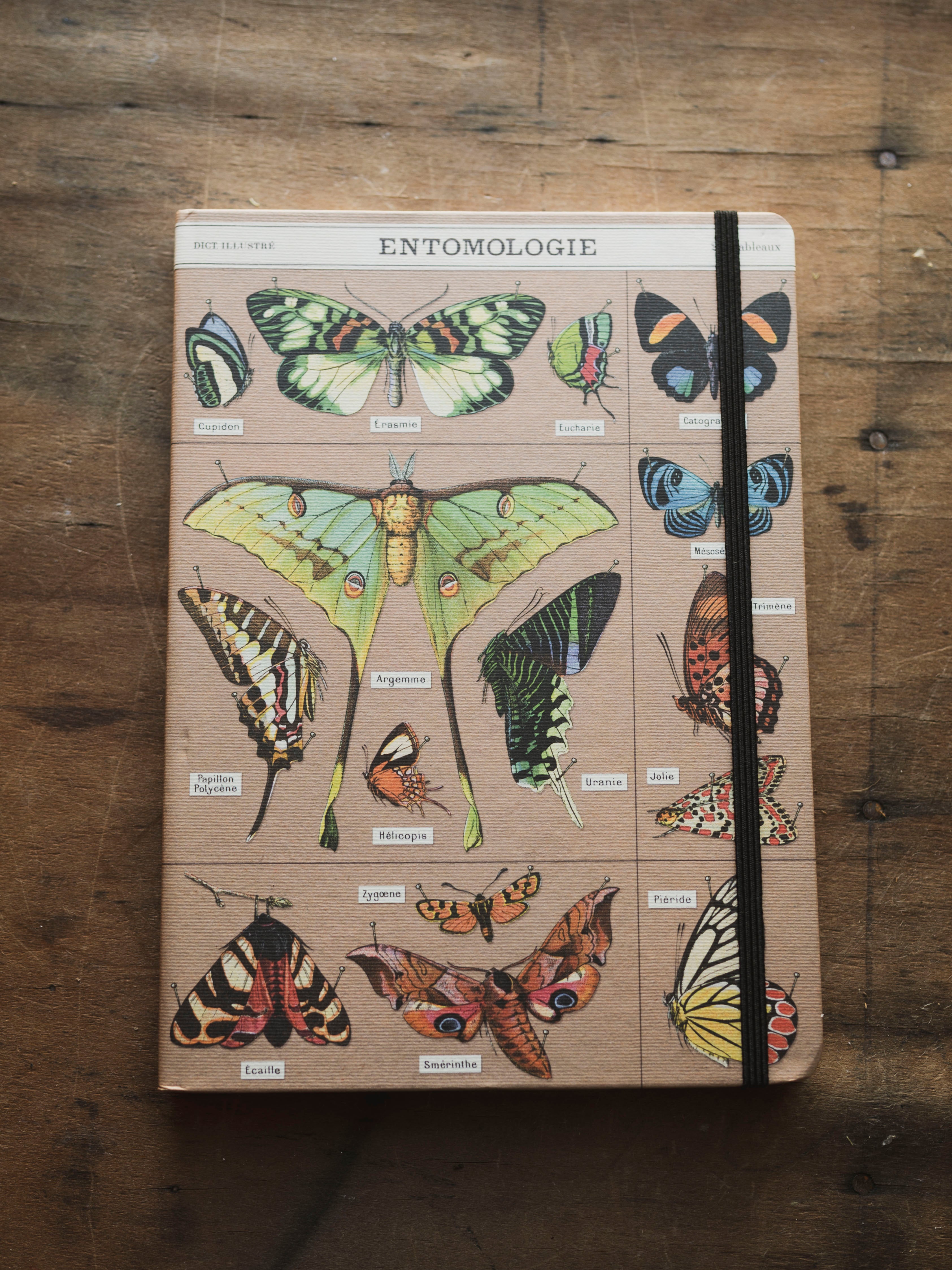 Lined Paper and Elastic Entomology Notebook, ST0110