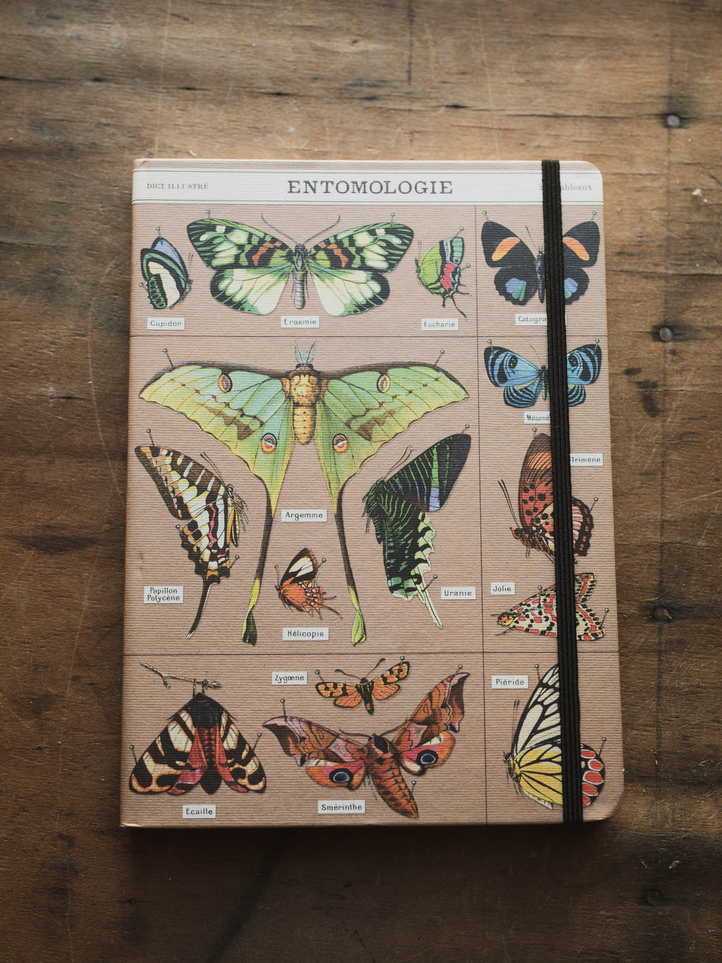 Lined Paper and Elastic Entomology Notebook, ST0110