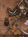 February 16th 2025 Insect Pinning Class, CE271