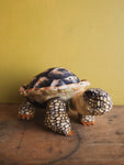 Plush Spurred Tortoise, HD1273