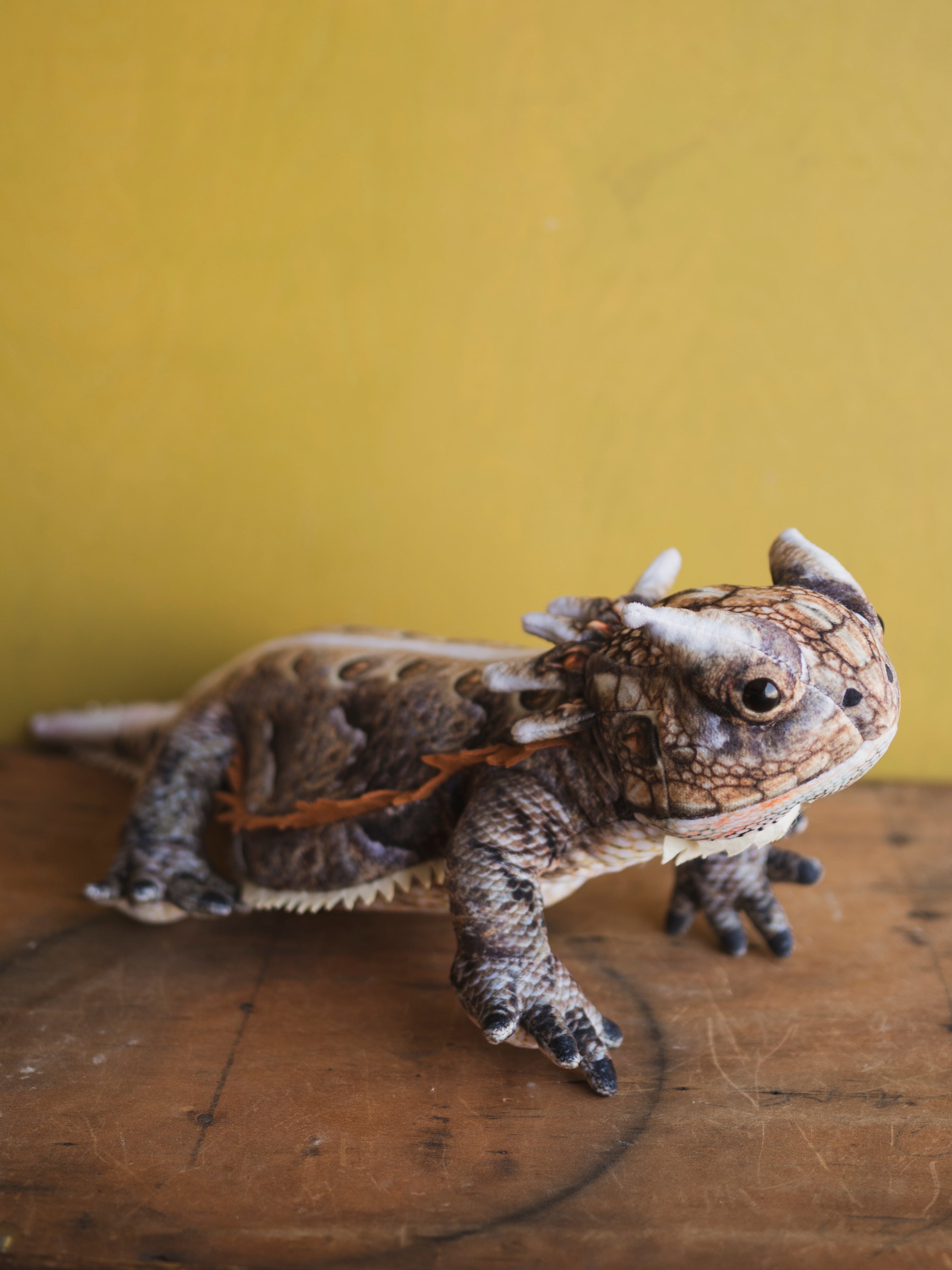 Plush Horned Lizard, HD1277