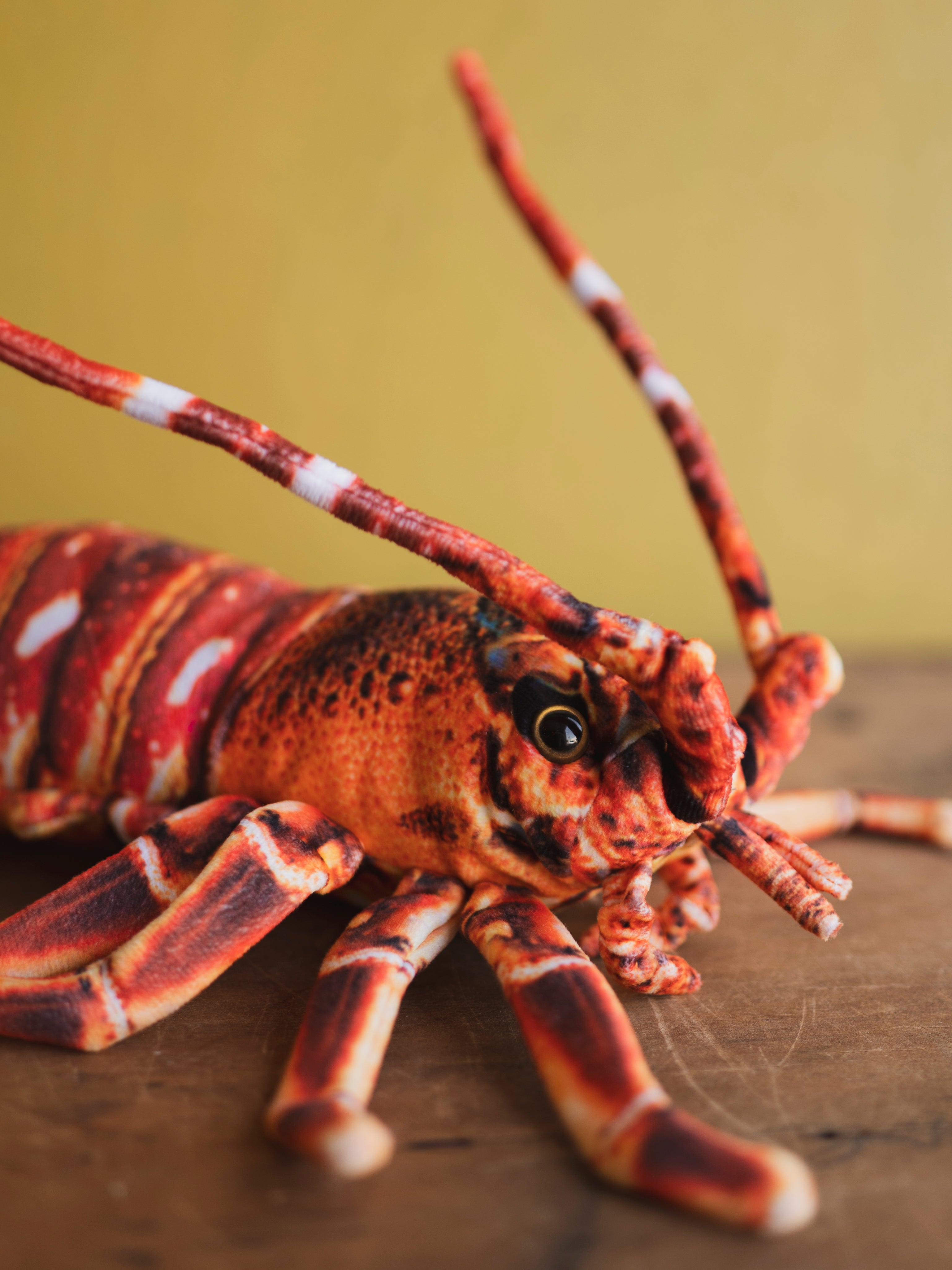 Plush Lobster, HD1280