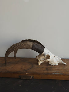 20" Ibex Skull, SB1340