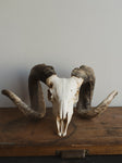 19" Corsican Ram Skull, SB1343