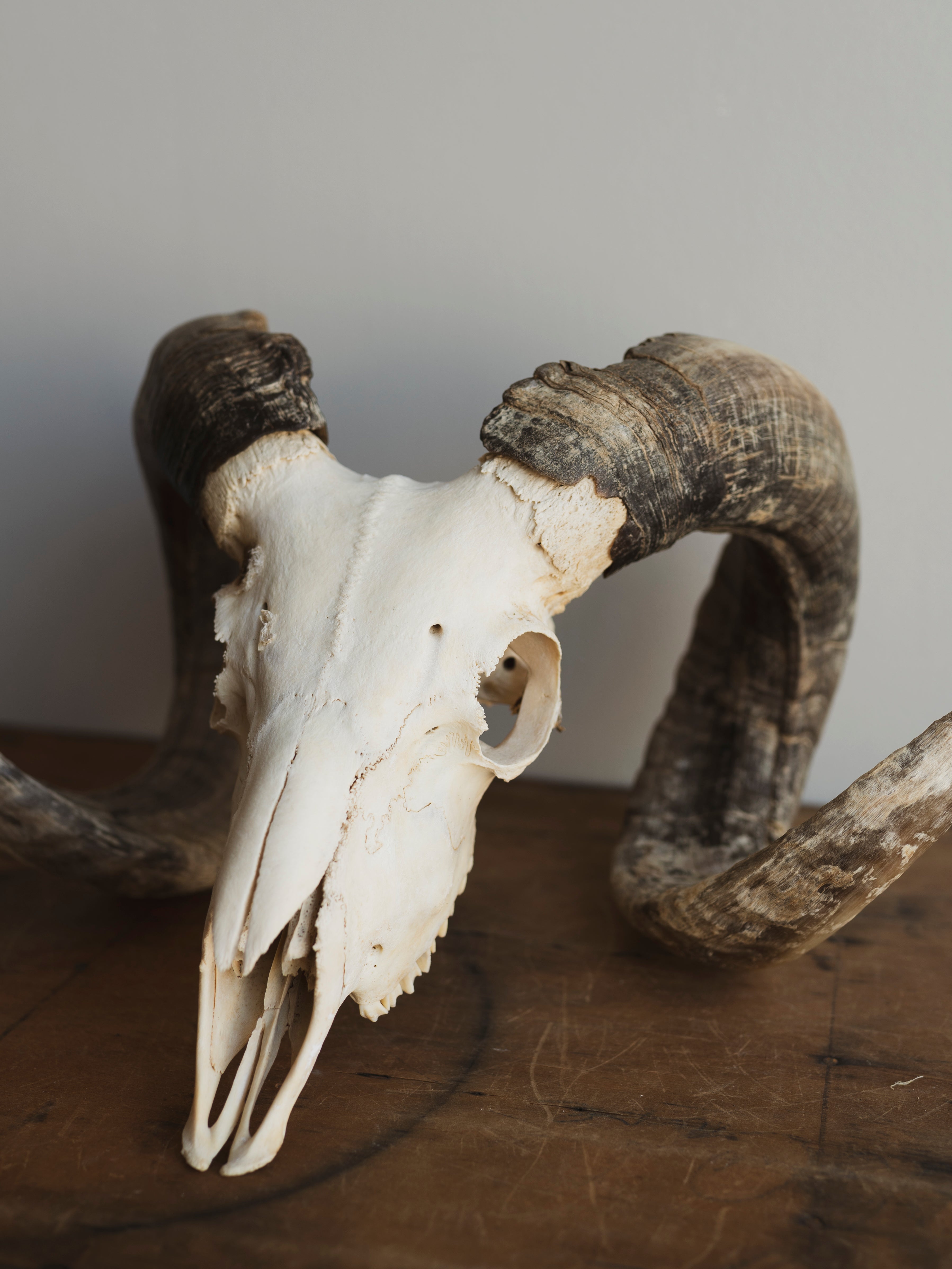 19" Corsican Ram Skull, SB1343