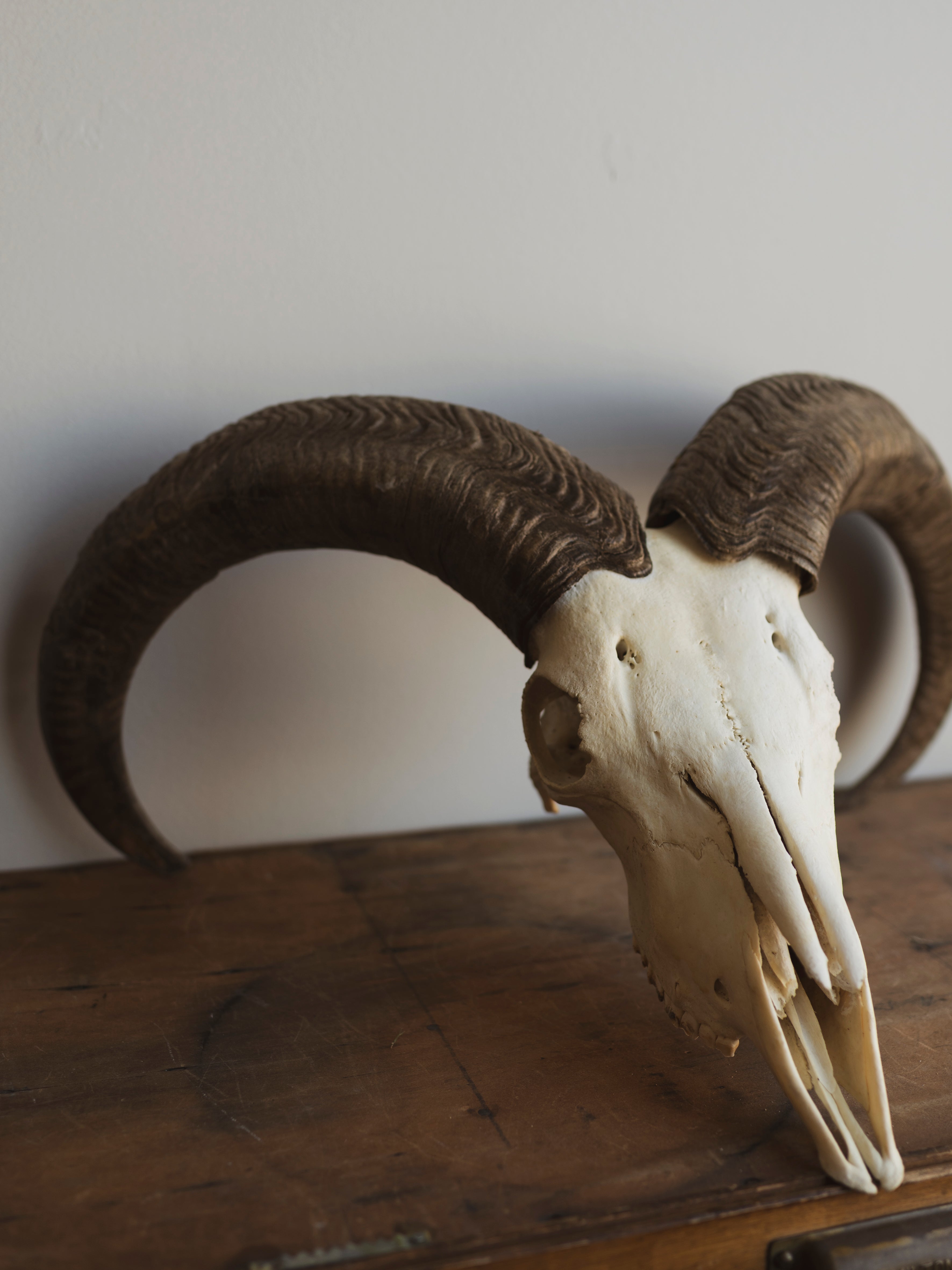 24" Aoudad Skull, SB1345