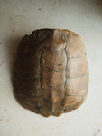 13" Common Snapping Turtle Shell, SB534