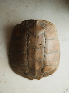 13" Common Snapping Turtle Shell, SB534