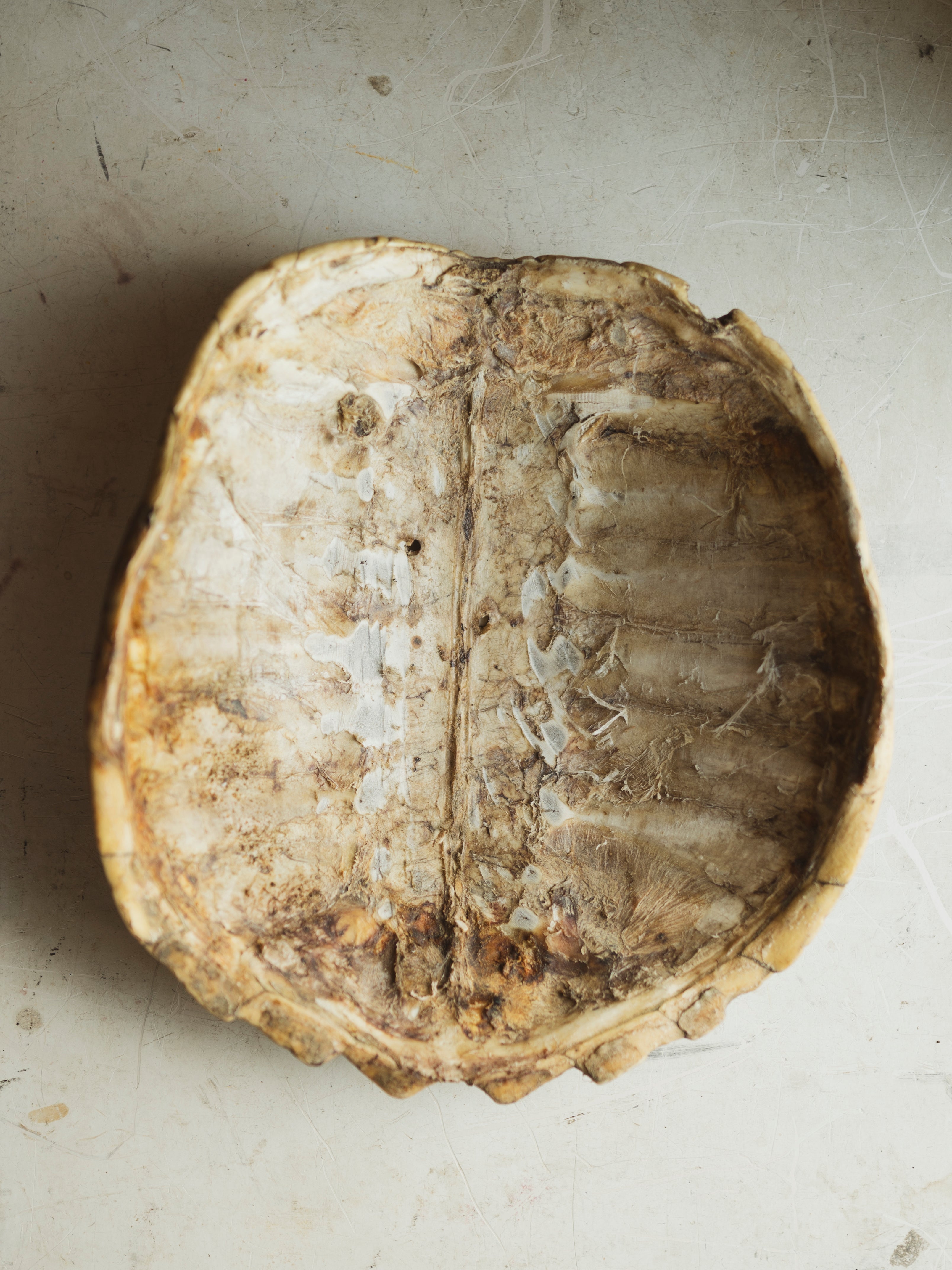 13" Common Snapping Turtle Shell, SB534