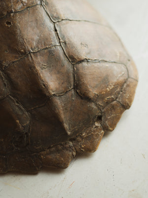 13" Common Snapping Turtle Shell, SB534