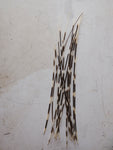 12-14" Thin African Porcupine Quill, PS246