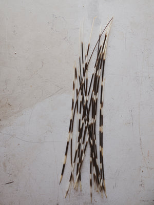 12-14" African Porcupine Quill, PS246