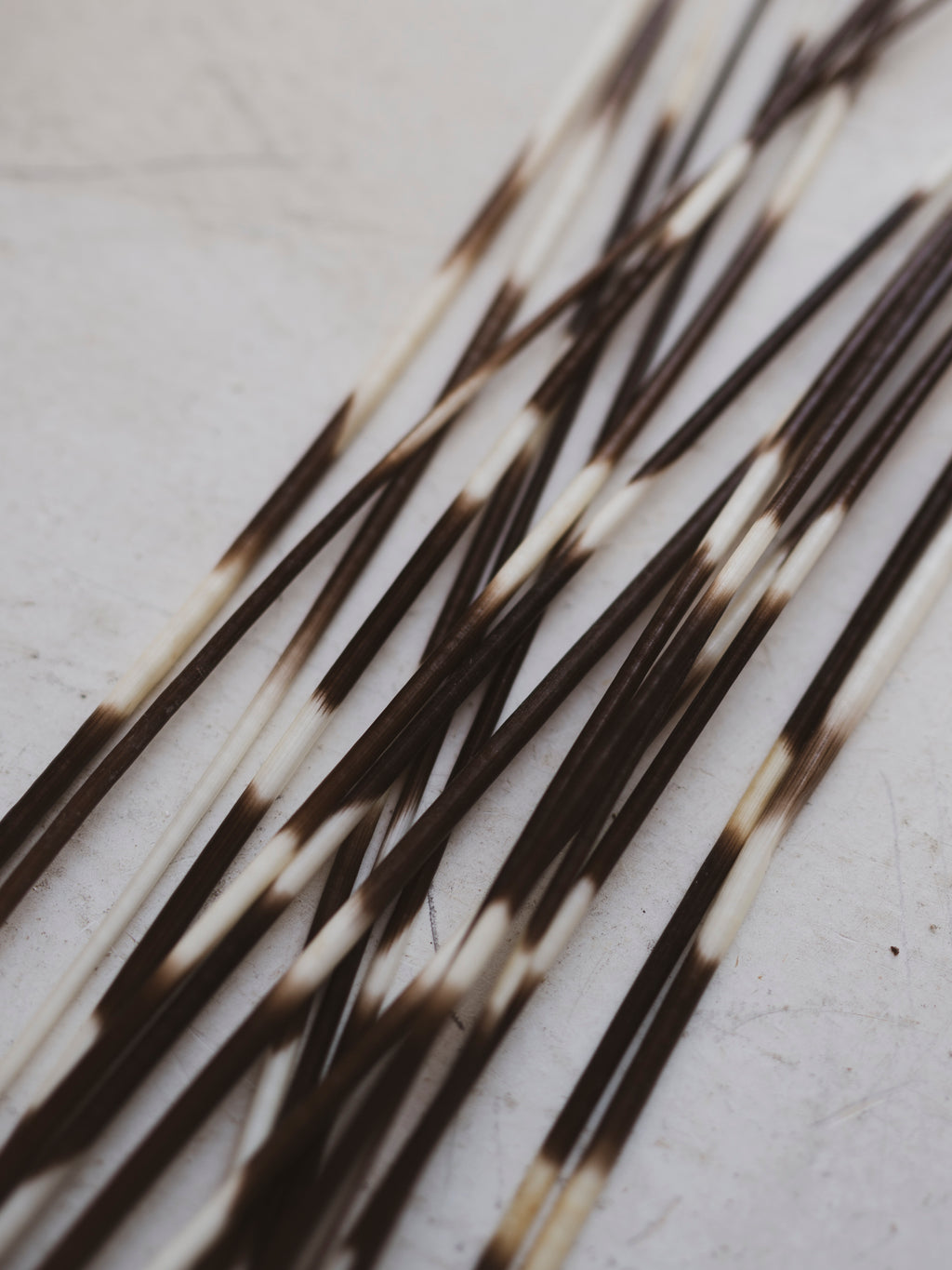 12-14" African Porcupine Quill, PS246