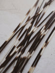 12-14" African Porcupine Quill, PS246