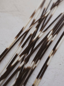 12-14" African Porcupine Quill, PS246