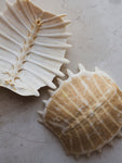 4-5" Tan Spiny Softshell Turtle Shell, SB548