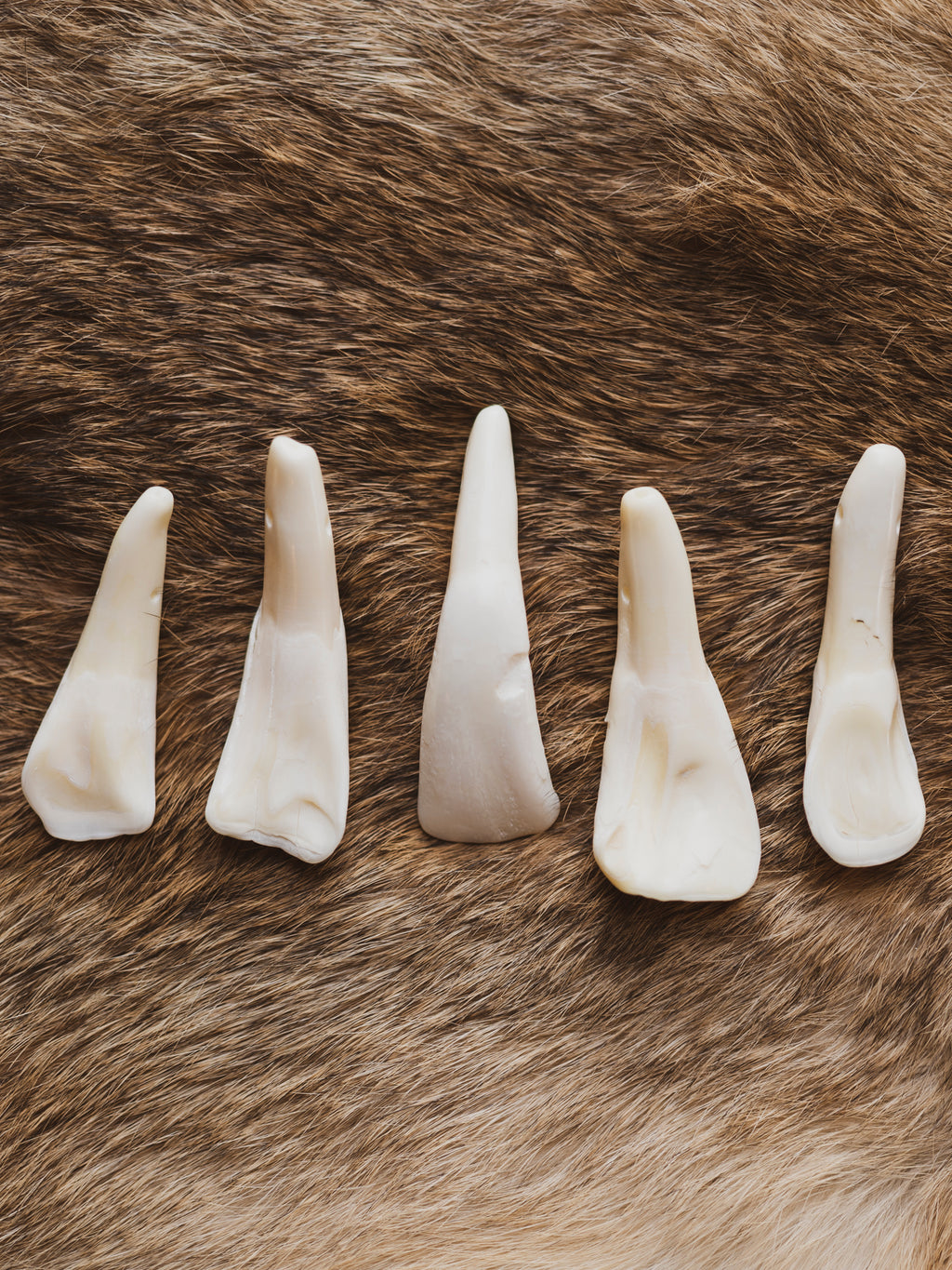 2" Indian Water Buffalo Tooth Pendant, SB401