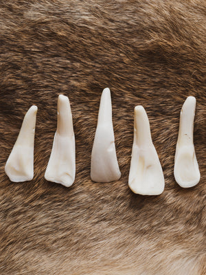 Indian Water Buffalo Tooth Pendant, SB401