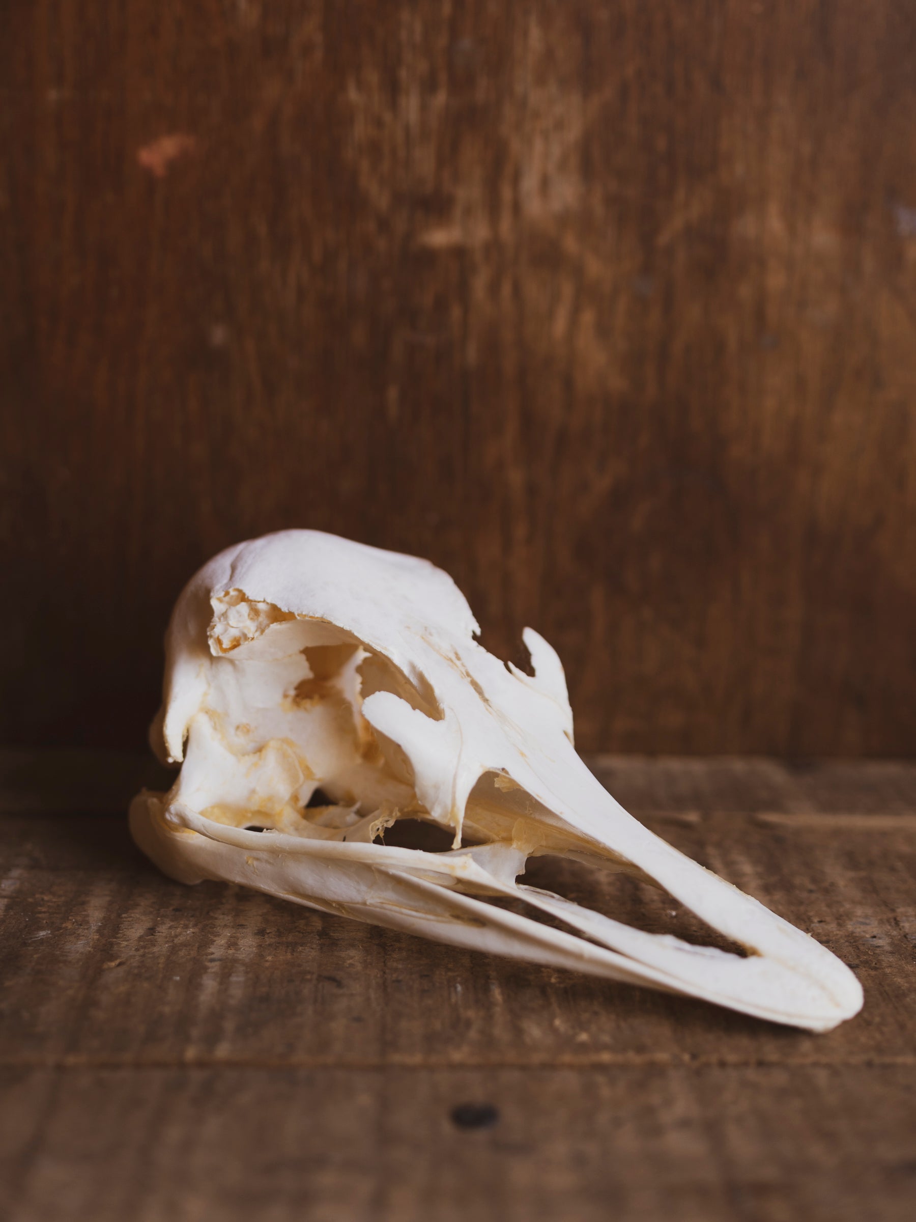 7.5" Somali Ostrich Skull, SB330