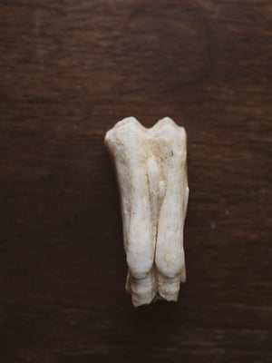 2.5-3" American Bison Tooth, SB302