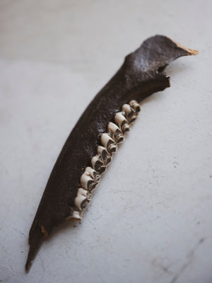 6.75" Mineralized Deer Jaw, RM492