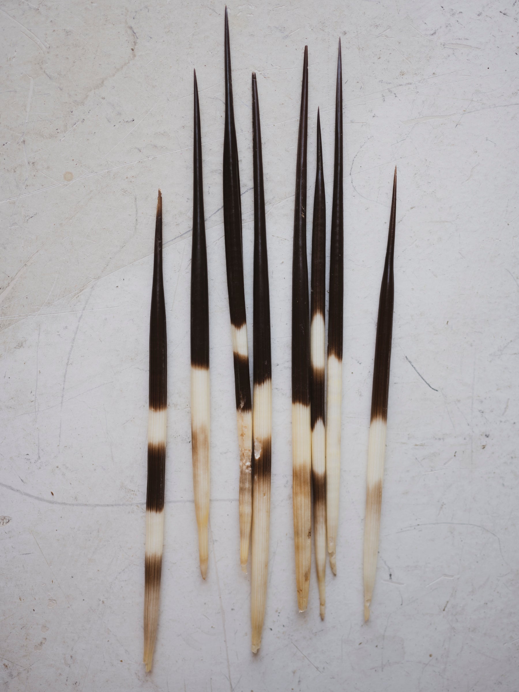 6-8" Thick African Porcupine Quill, PS205