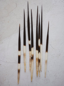 6-8" Thick African Porcupine Quill, PS205