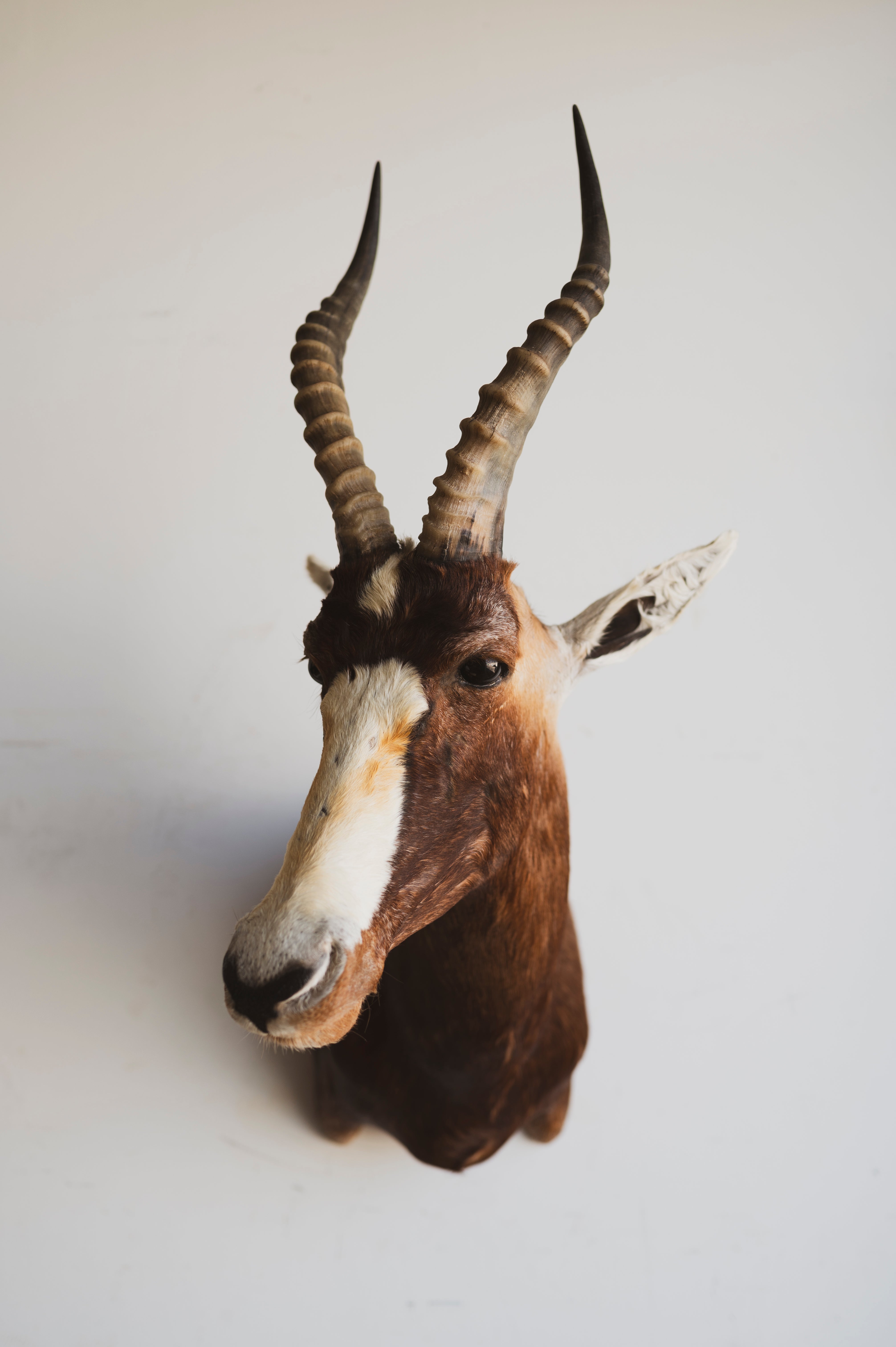 Blesbok Shoulder Mount Taxidermy (Blaire), TA264