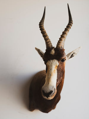 Blesbok Shoulder Mount Taxidermy (Blaire), TA264