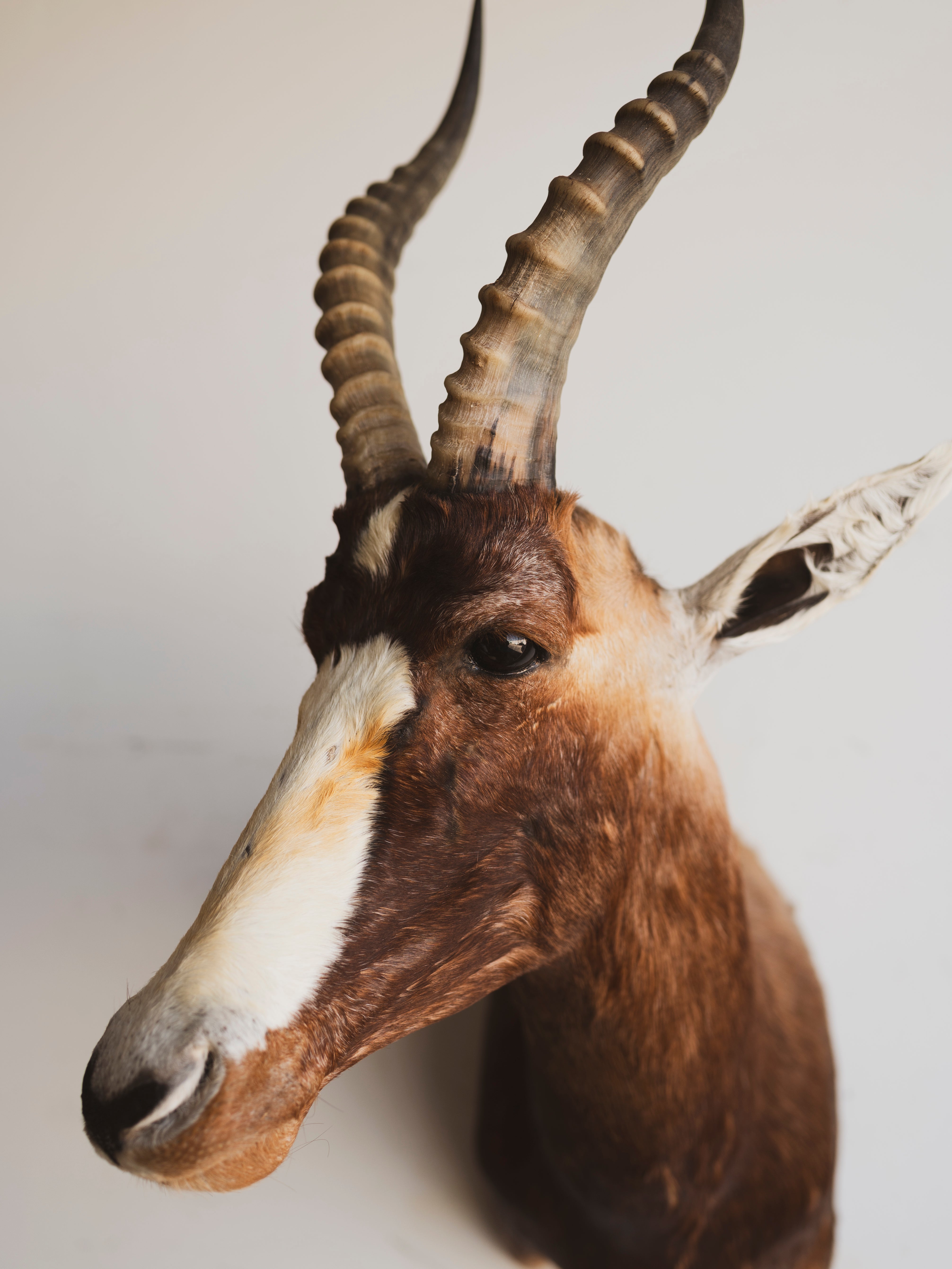 Blesbok Shoulder Mount Taxidermy (Blaire), TA264