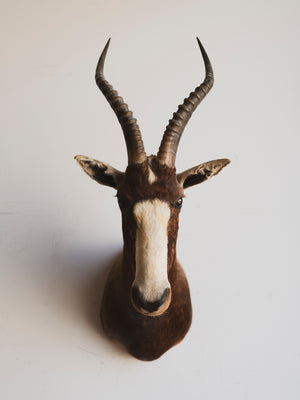 Blesbok Shoulder Mount Taxidermy (Bronx), TA263