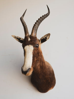 Blesbok Shoulder Mount Taxidermy (Bronx), TA263