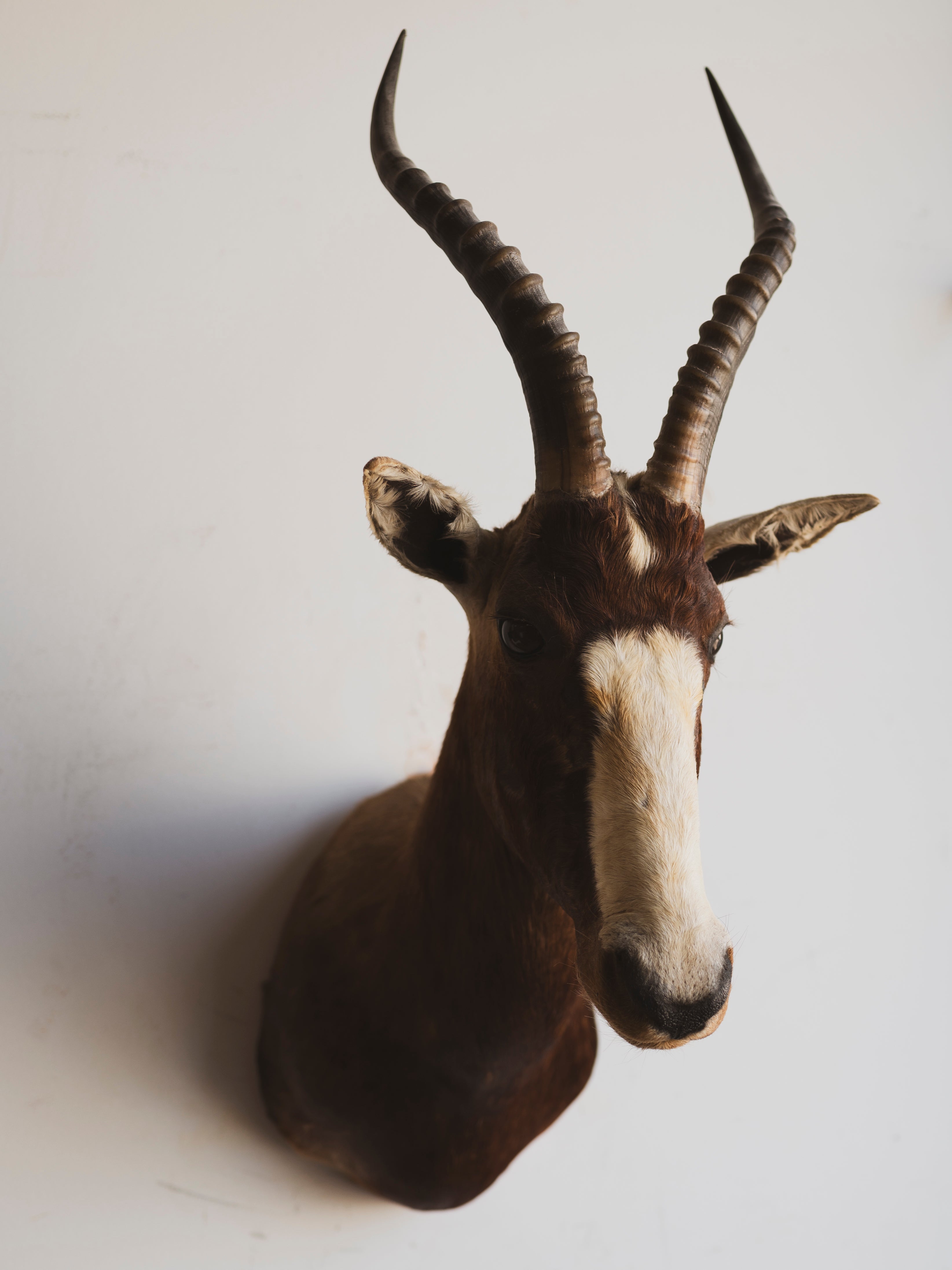 Blesbok Shoulder Mount Taxidermy (Bronx), TA263