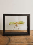 9x7" Framed Double Glass Giant Katydid, IN1166