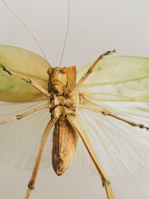 9x7" Framed Double Glass Giant Katydid, IN1166