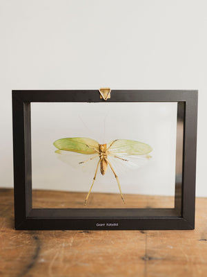 9x7" Framed Double Glass Giant Katydid, IN1166