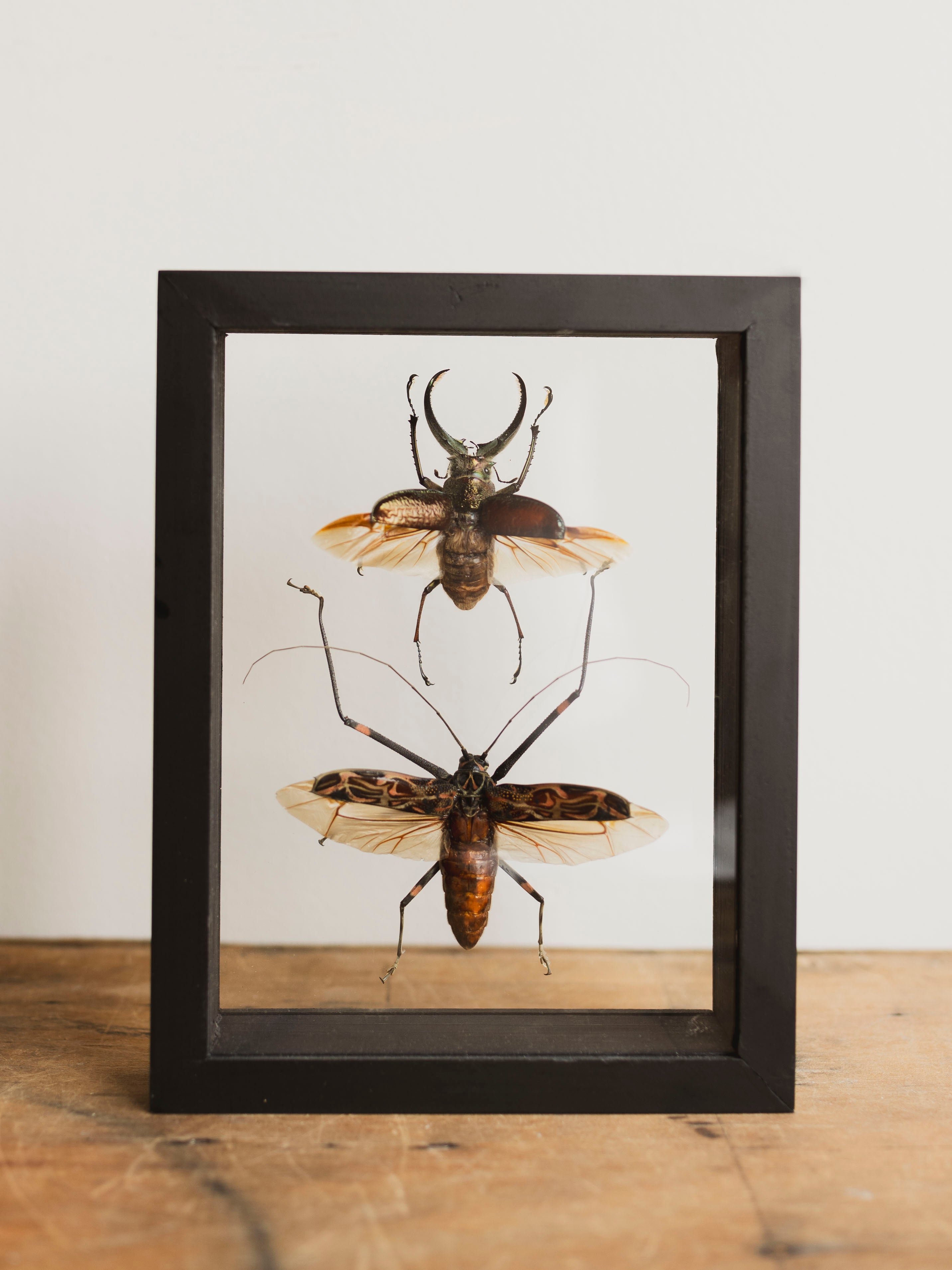 7x9" Framed Double Glass Four Eyed Stag Beetle and Harlequin Beetle, IN1172