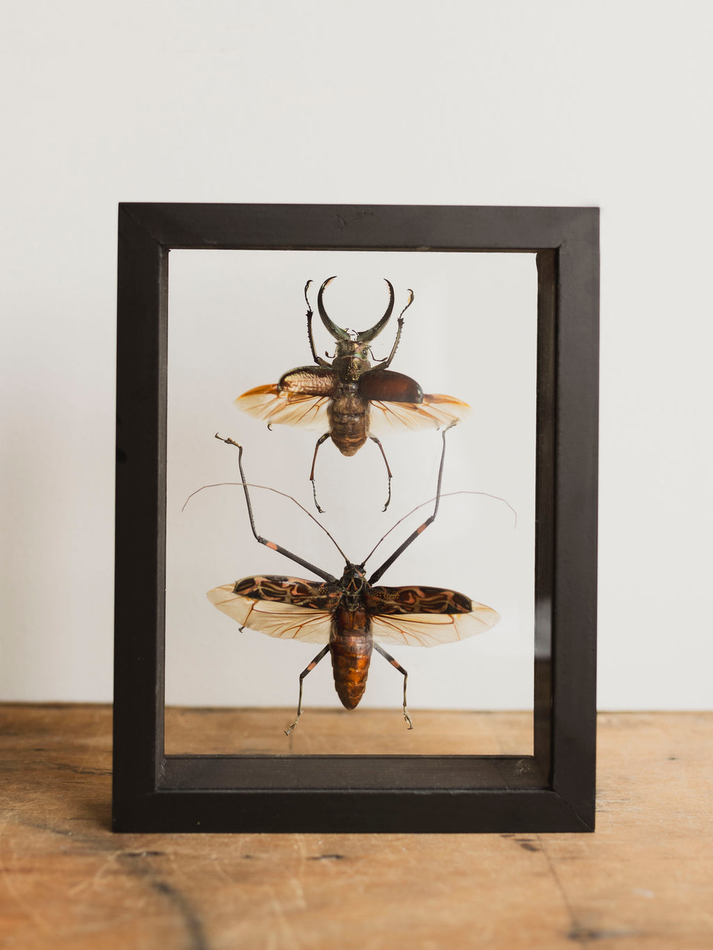 7x9" Framed Double Glass Four Eyed Stag Beetle and Harlequin Beetle, IN1172