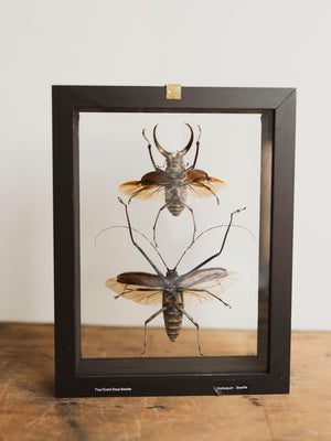 7x9" Framed Double Glass Four Eyed Stag Beetle and Harlequin Beetle, IN1172