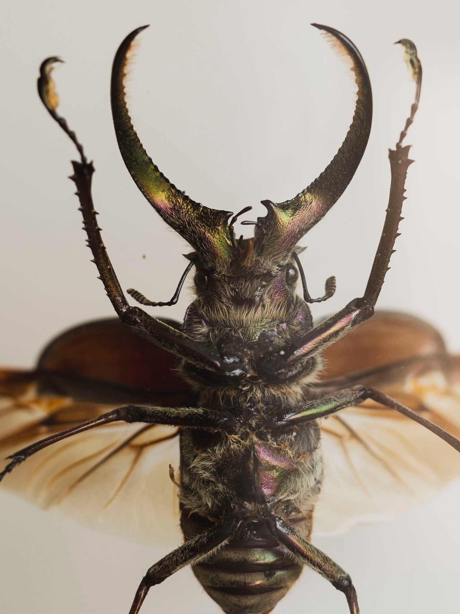 7x9" Framed Double Glass Four Eyed Stag Beetle and Harlequin Beetle, IN1172