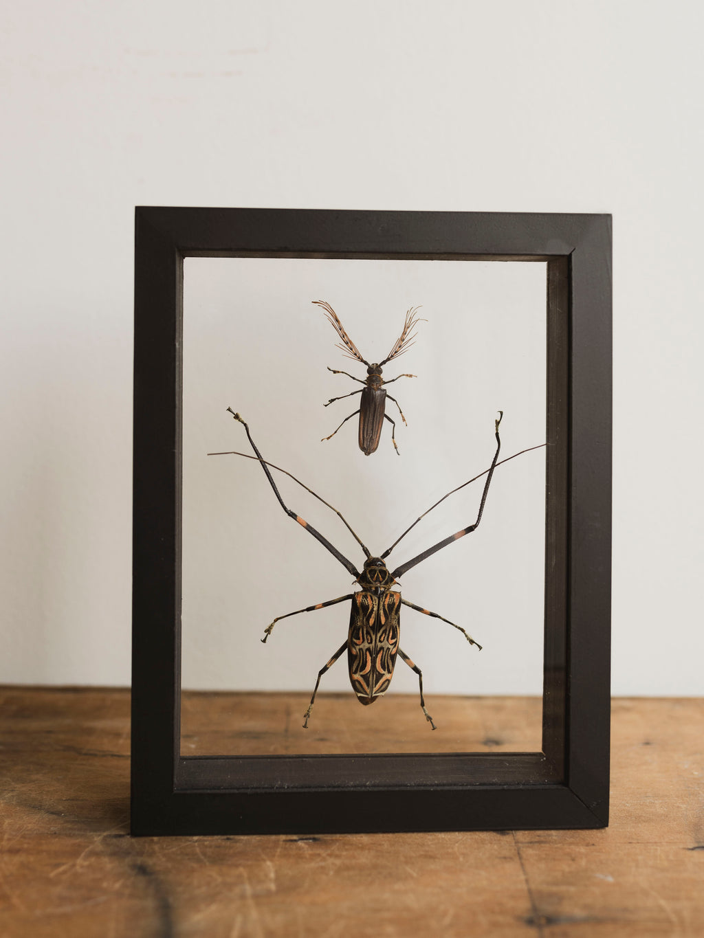 7x9" Framed Double Glass Sarifer Flavirameus Kirsch and Harlequin Beetle, IN1171