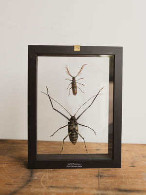 7x9" Framed Double Glass Sarifer Flavirameus Kirsch and Harlequin Beetle, IN1171
