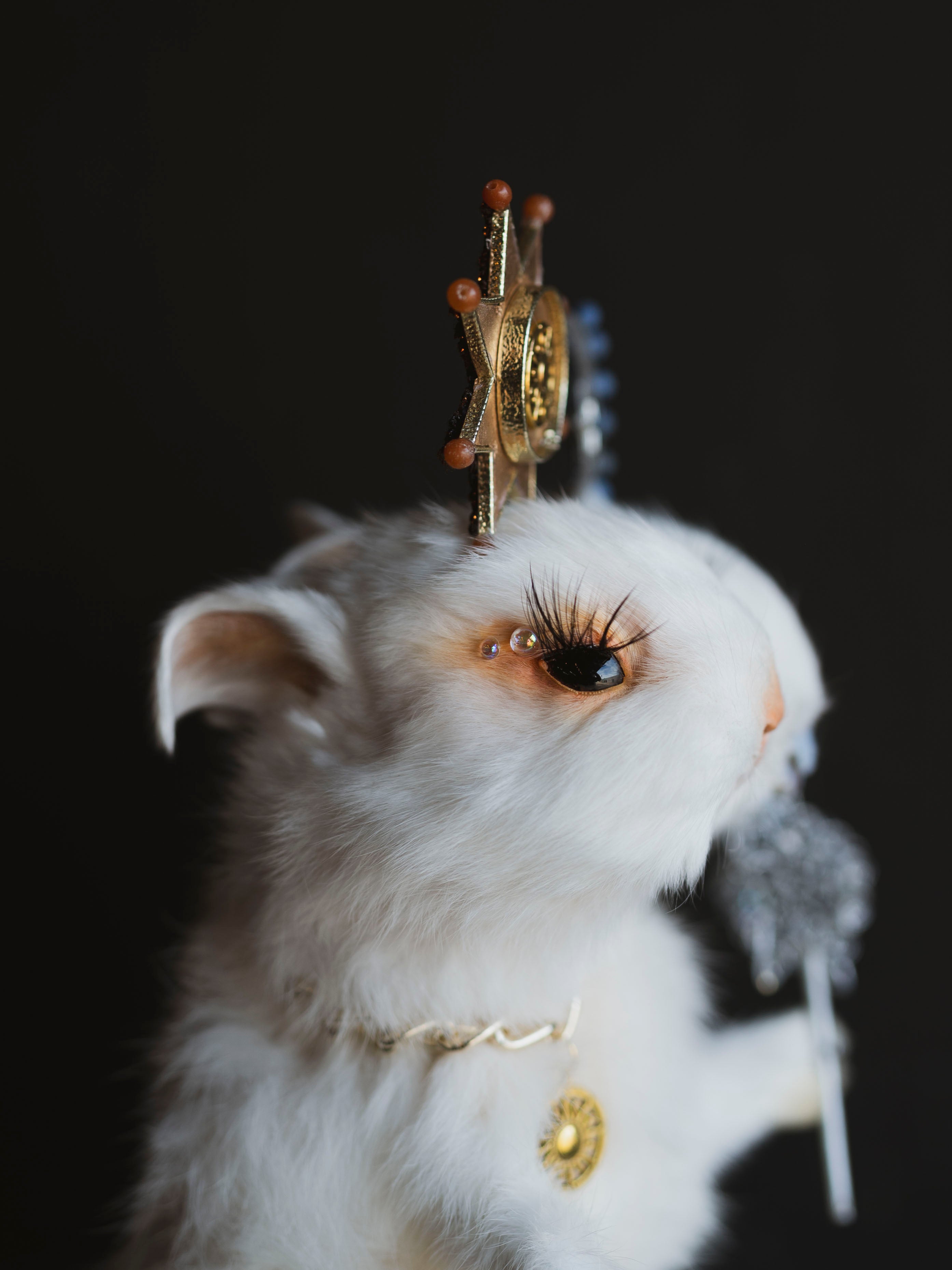 Sun and Moon Two Headed Rabbit/Bunny Taxidermy, TA5