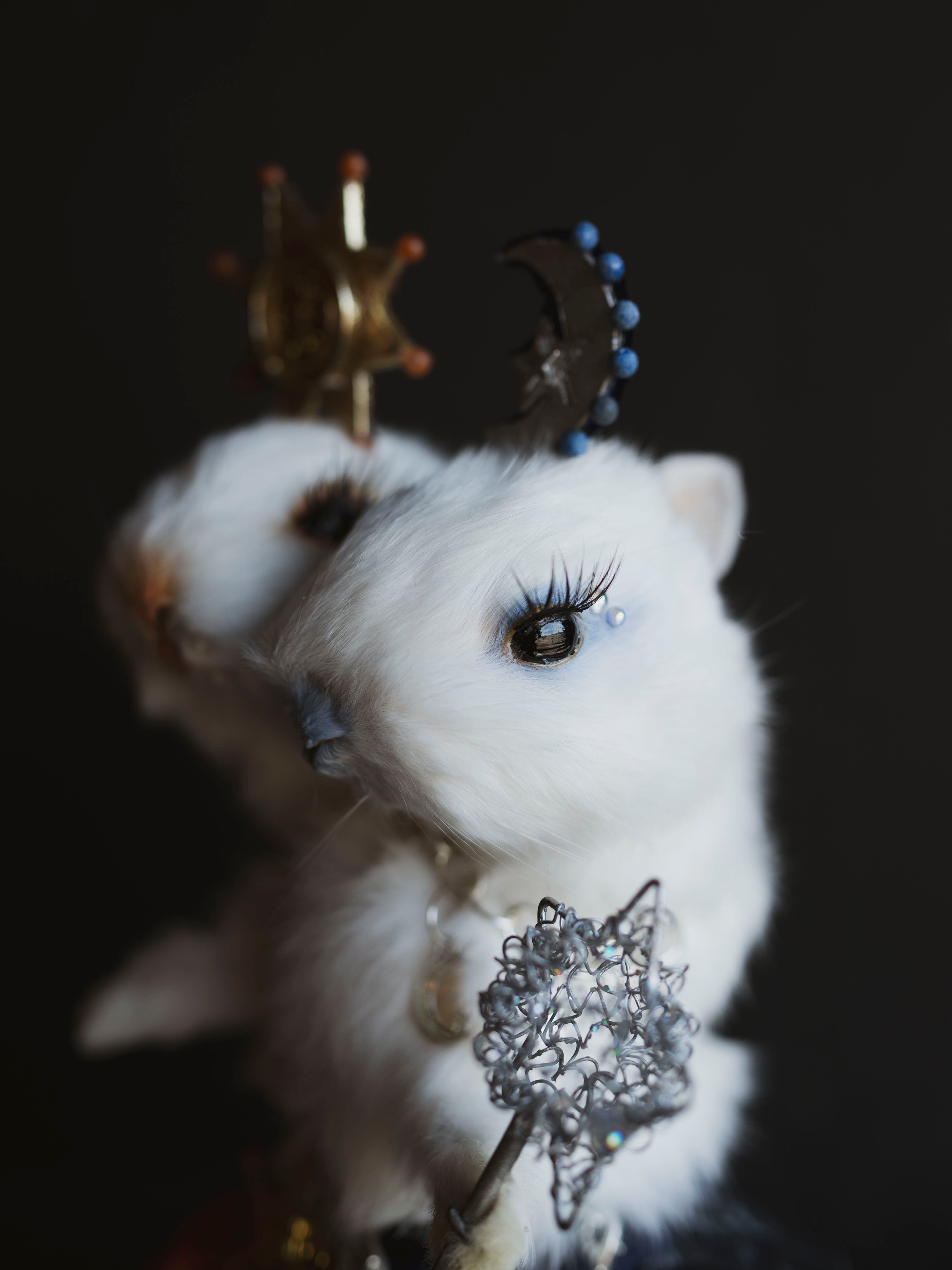 Sun and Moon Two Headed Rabbit/Bunny Taxidermy, TA5