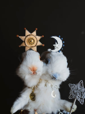 Sun and Moon Two Headed Rabbit/Bunny Taxidermy, TA5